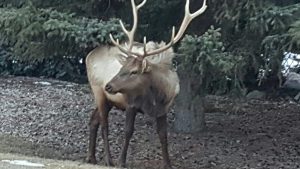 Elk-ibou on the Corner of Fox and Cougar. IMG 1653 300x169 - Elk-ibou on the Corner of Fox and Cougar.