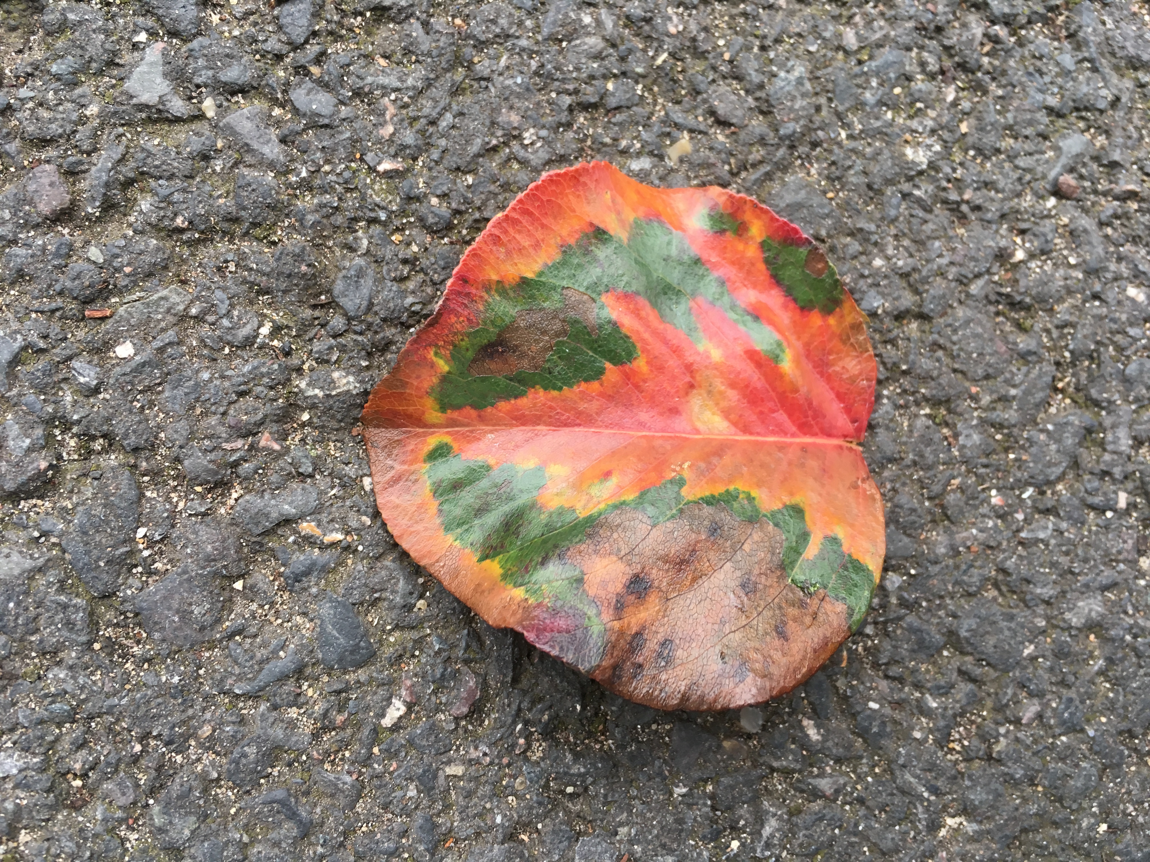 Leaf Autumn changing like a tumour dissolving