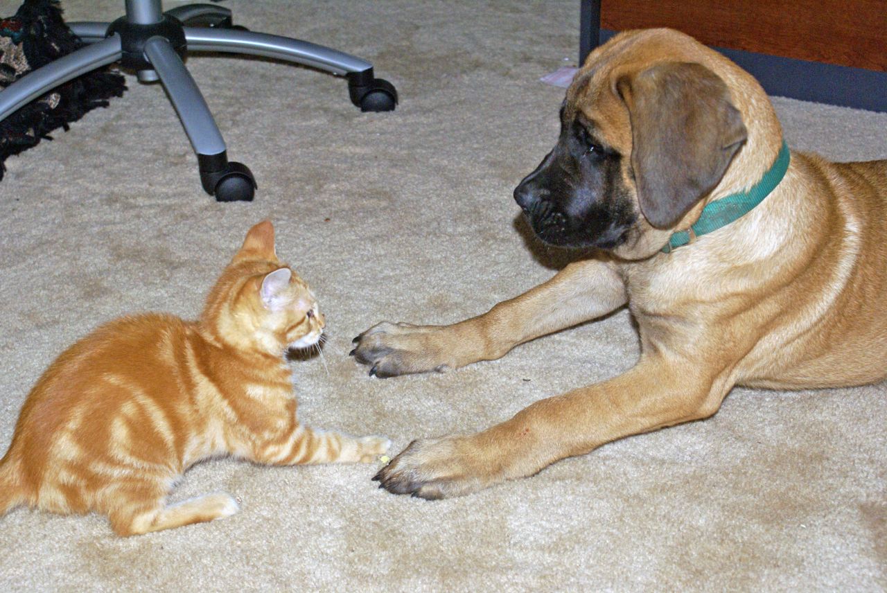 HRT cat v dog standoff