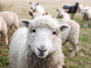 Isoflavones. Icecreams? No, for Menopause. What? Sheep sam carter 191161 unsplash 300x225 - Isoflavones. Icecreams? No, for Menopause. What?