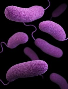Escape after SCT and E.Coli Ecoli similar cdc 6s2oTaFpPE4 unsplash 232x300 - Escape after SCT and E.Coli
