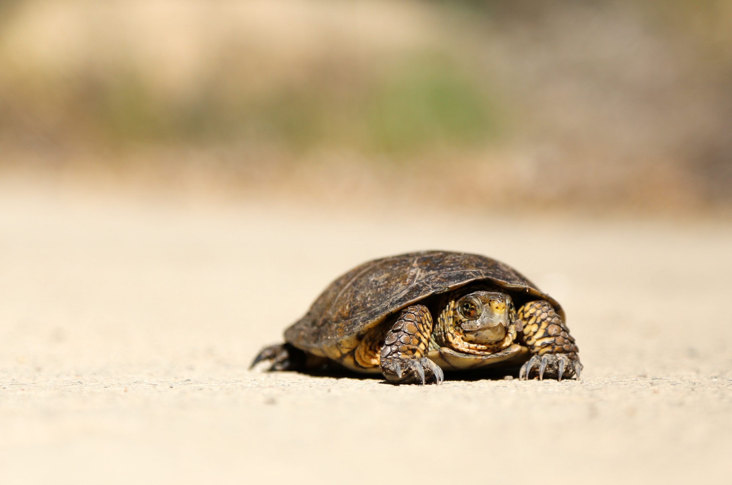 nick abrams tortoise turtle unsplash scaled - 56 days slow and bald