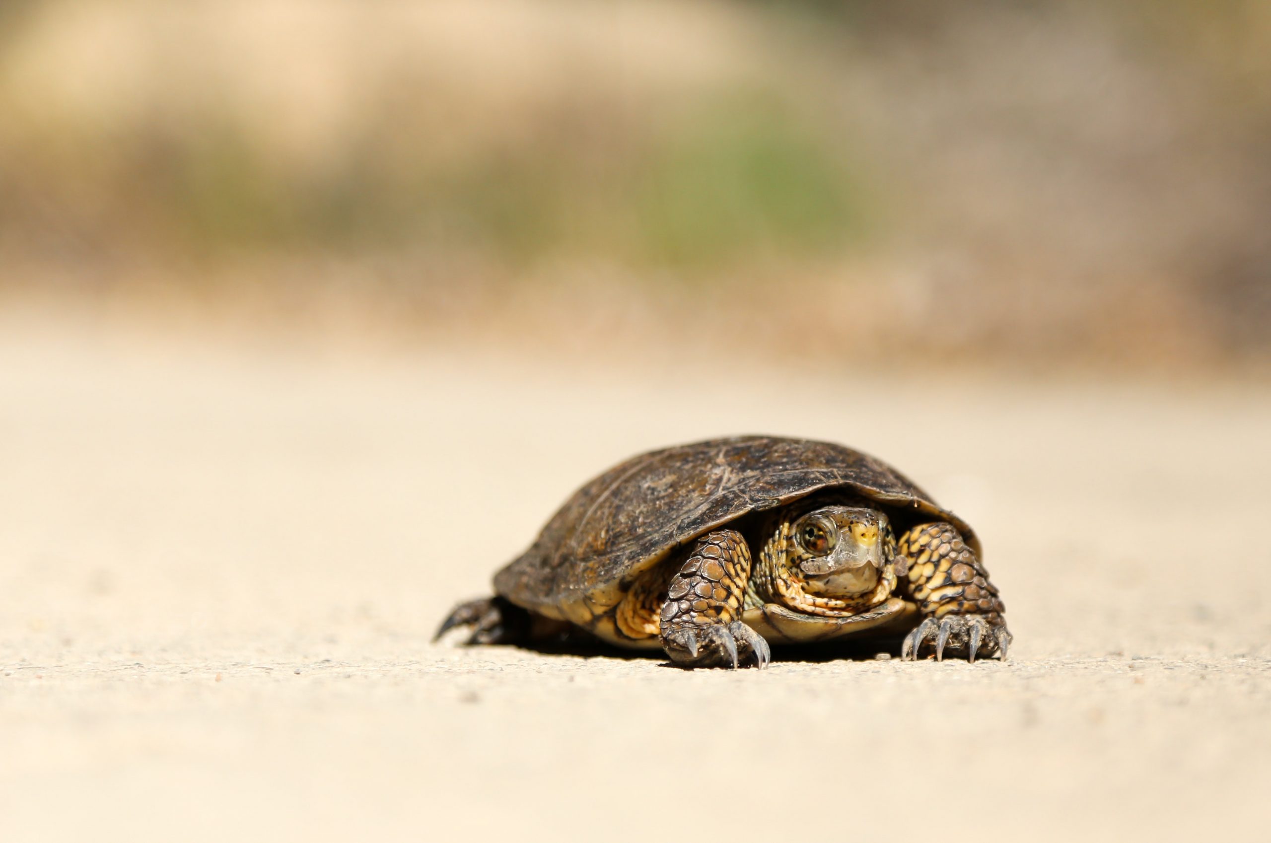 nick abrams tortoise turtle unsplash scaled - 56 days slow and bald