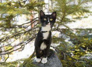 Alive and Kicking Cat chewy Uk30T1yfVPI unsplash 300x219 - Alive and Kicking