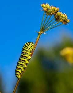 Alive and Kicking Caterpillar erik karits r66truBLDU4 unsplash 238x300 - Alive and Kicking