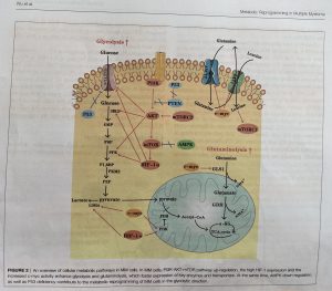 Cellular Metabolic Pathways in MM 300x263 - Alive and Kicking